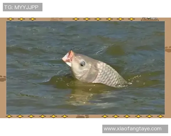 科学街舞技术训练方法探索与实践的全面指南MBA 科学街舞技术训练方法探索与实践的全面指南MBA